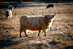 cattle-918627_960_720