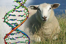 dolly_dna_2