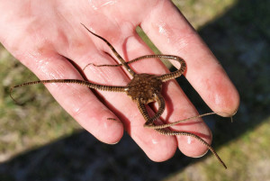 starfish-1717032_960_720
