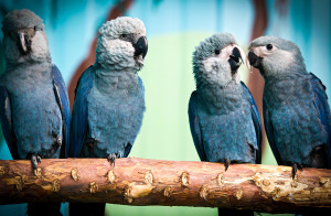 Eine Gruppe von jungen Spix-Ara-Papageien bei ACTP. Pünktlich zum diesjährigen World Wildlife Day, treffen heute 52 in Berlin gezüchtete Spix-Ara-Papageien, 49 aus der ACTP-Zentrale in Berlin, 3 von Pairi Daiza in Belgien, in Brasilien ein - dort sollen sie in den nächsten Monaten auf ihre Wiederansiedlung und das weitere Leben in freier Wildbahn vorbereitet werden. Mehr Informationen auf www.act-parrots.org, unter www.pressebox.de/newsroom/actp-ev und #spixsAreComingHome. Weiterer Text über ots und www.presseportal.de/nr/116276 / Die Verwendung dieses Bildes ist für redaktionelle Zwecke honorarfrei. Veröffentlichung bitte unter Quellenangabe: "obs/ACTP e. V."