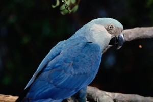 01-og-bird-extinctions-nationalgeographic_1147184