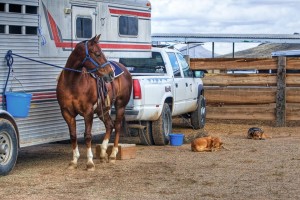 horse-419739_960_720