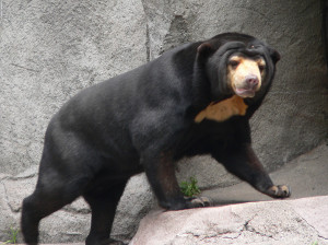 1200px-Malaienbaer1_fcm