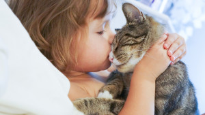1_Katzen_iStock-ehaurylik