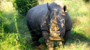 africa-210079_960_720