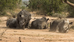 rhino-2882905_960_720