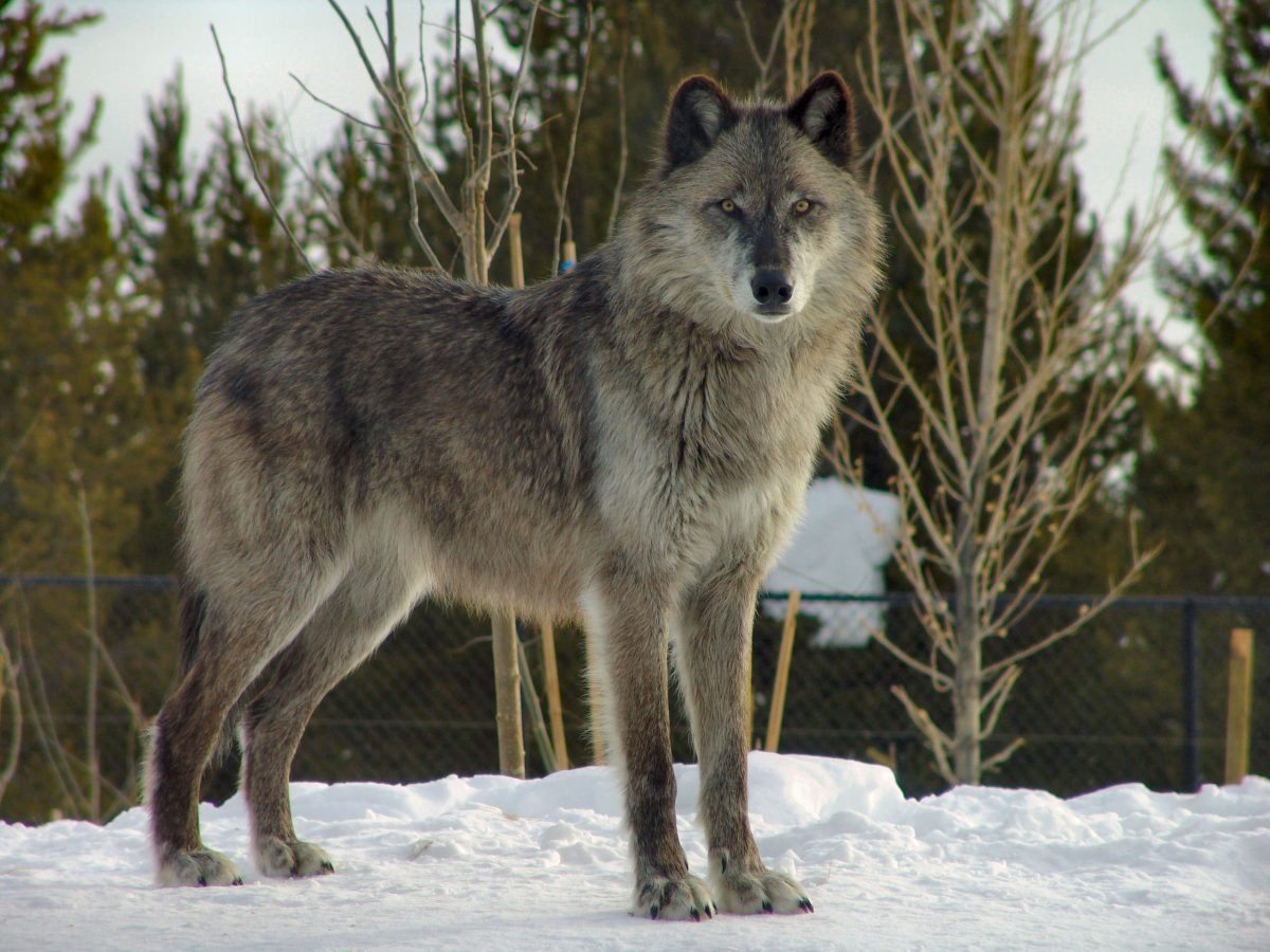 Der Hund Stammt Vom Wolf Ab www.haustiere-lexikon.com
