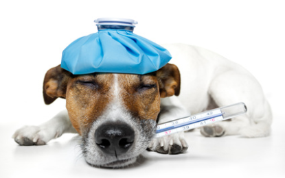 Hunde und ihre Krankheiten