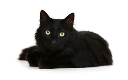 Was tun mit lästigen Katzenhaaren ?