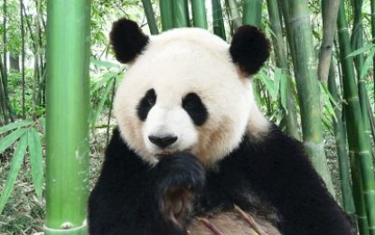 Stirbt der Große Panda bald aus?