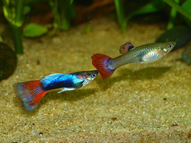Kleine Fische Kleine Fische