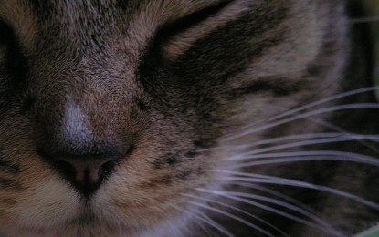 Katze schläft den ganzen Tag – Hintergründe