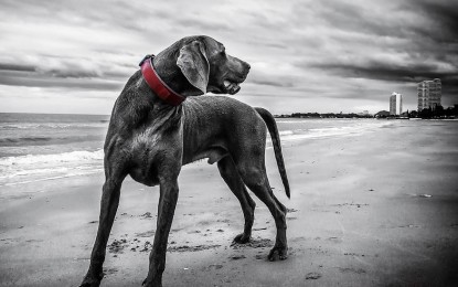 Hunde – Magnetfeld in Sicht