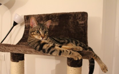 Katzenkratzbaum selber bauen – 3 tolle Anleitungen
