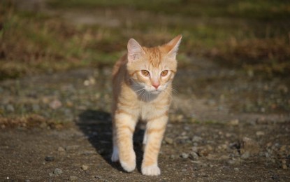 Junge Katze zu alter Katze?