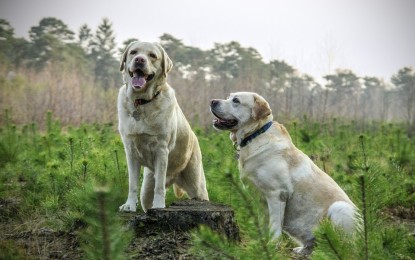 Hund kann nicht koten – mögliche Ursachen
