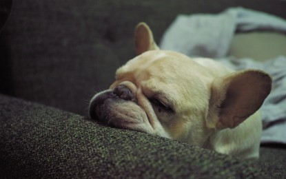 Hund schläft viel – mögliche Gründe