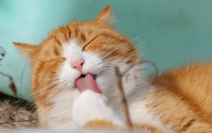 Katze hat kahle Stellen – mögliche Ursachen