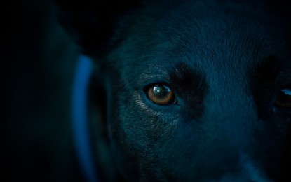 Alpha-Rüde – das steckt dahinter