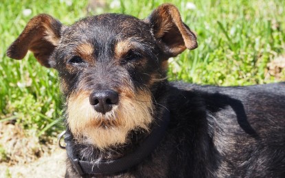 Hautschuppen beim Hund – was tun?