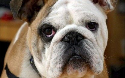 Hund ist kurzatmig – mögliche Gründe