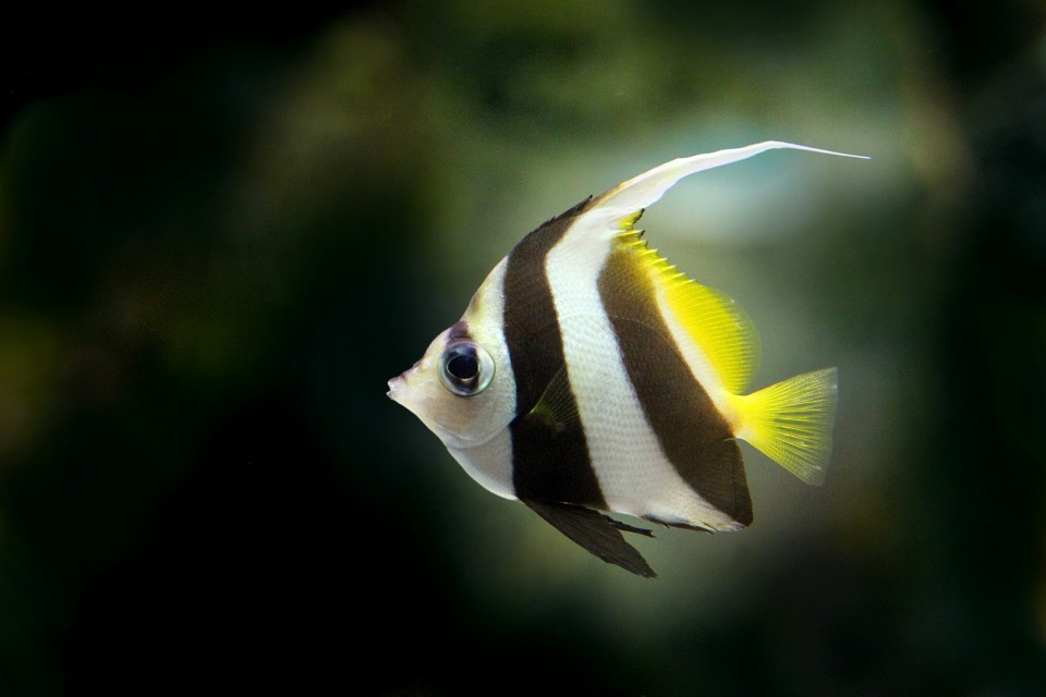 Mini-Skalare - das Märchen um den kleinen Fisch - Haustiere-Lexikon.com
