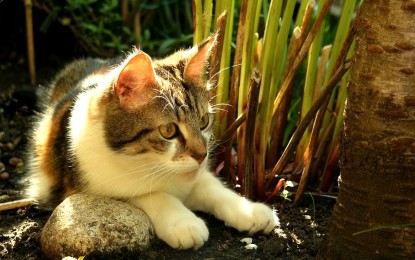 Schneckenkorn giftig für Katzen?