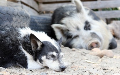 Schweinefleisch für Hunde – Risiken