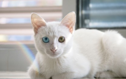 Weiße Babykatze – Taubheitsrisiko