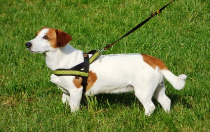 Hund zieht an der Leine – was tun?