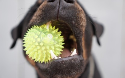 Gefährliches Hundespielzeug – dieses Spielzeug birgt Gefahren für den Hund