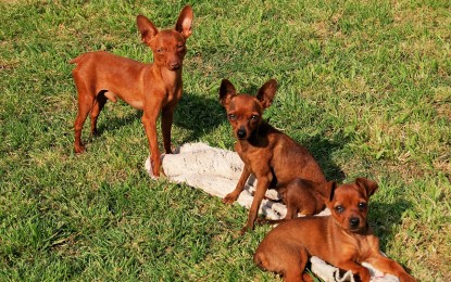 Mini-Hunderassen – 5 kleinbleibende Hunde