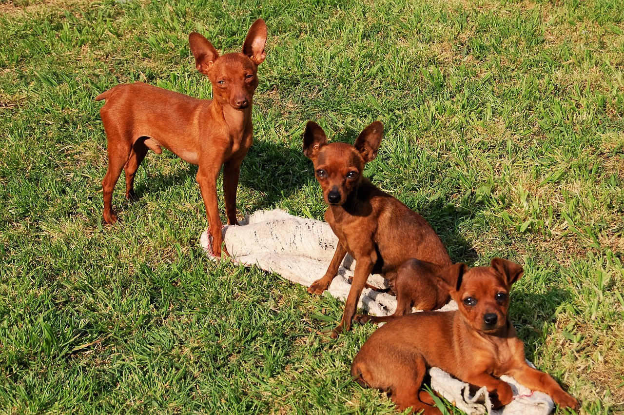 Mini-Hunderassen - 5 kleinbleibende Hunde - Haustiere-Lexikon.com