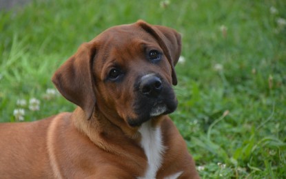 Hunde ausleihen – 3 Möglichkeiten