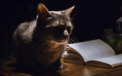 Die 5 schönsten Katzenbücher