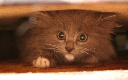 Katzenklo verstecken – 3 Ideen