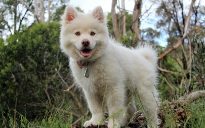 Weihnachtsgeschenk für Hundehalter – 5 Ideen