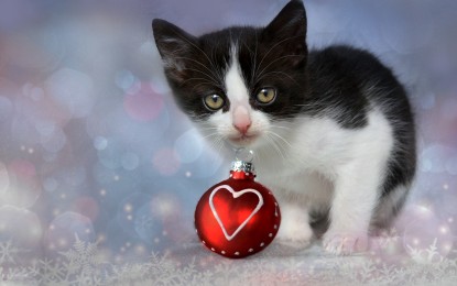 Weihnachtsgeschenk für Katzenhalter – 5 Ideen