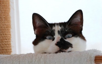 Wie kann man gutes Katzenfutter erkennen?