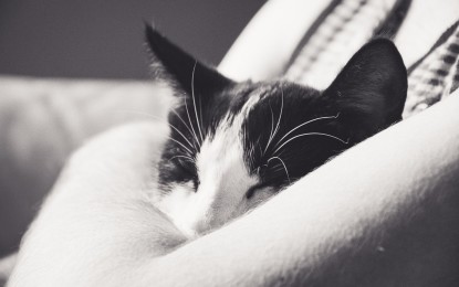 Katzenbett selber machen – 5 Anleitungen