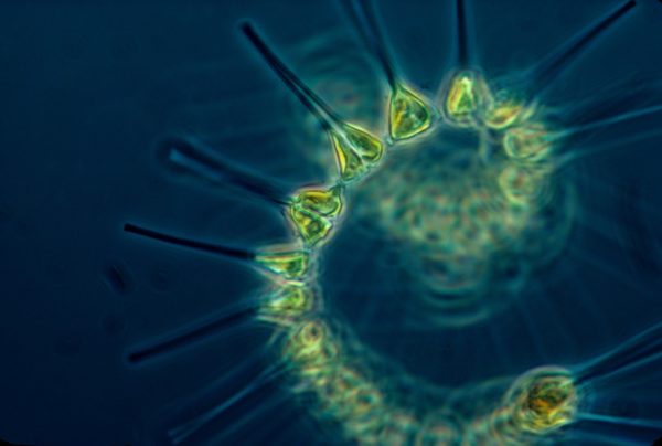 Haustiere-Lexikon.com – Was ist Plankton?