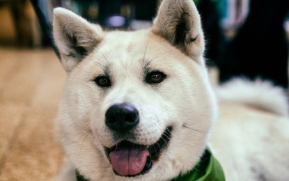 Akita kaufen – wichtige Hinweise