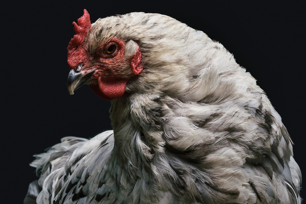 Haustiere-Lexikon.com – Ist ein Huhn ein Säugetier?