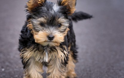 Wie alt werden Yorkshire Terrier?