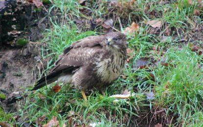 Mäusebussard – Steckbrief