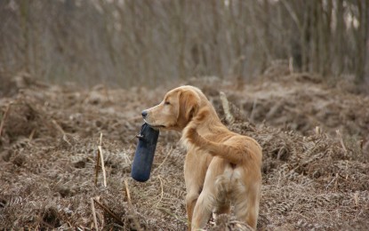 Futterdummy für Hunde