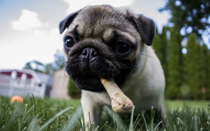 Geweihstangen für Hunde und ihre Gefahren