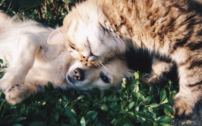 Hund und Katze aneinander gewöhnen