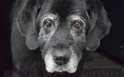 Hundekrankheiten – die 3 häufigsten und ihre Symptome