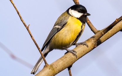 Kohlmeise – Vogelportrait